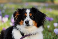 couleur-australian-shepherd-3237735
