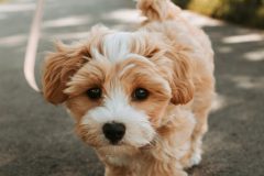 melissa197-dog-8781844